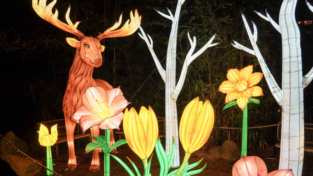 China Lights im K&ouml;lner Zoo