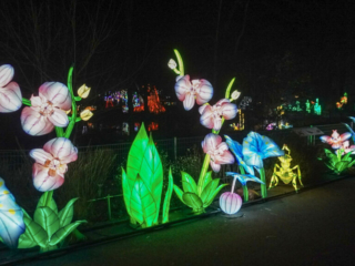 China Lights im K&ouml;lner Zoo