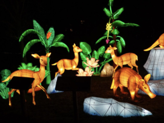 China Lights im K&ouml;lner Zoo