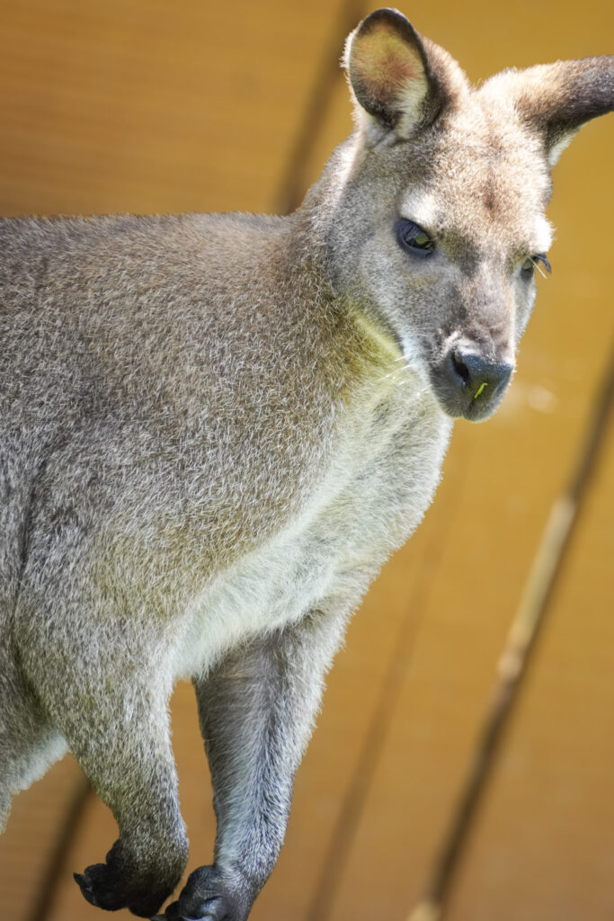 El Mundo Fantasia - Mondo Verde