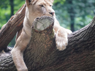 Burgers' Zoo