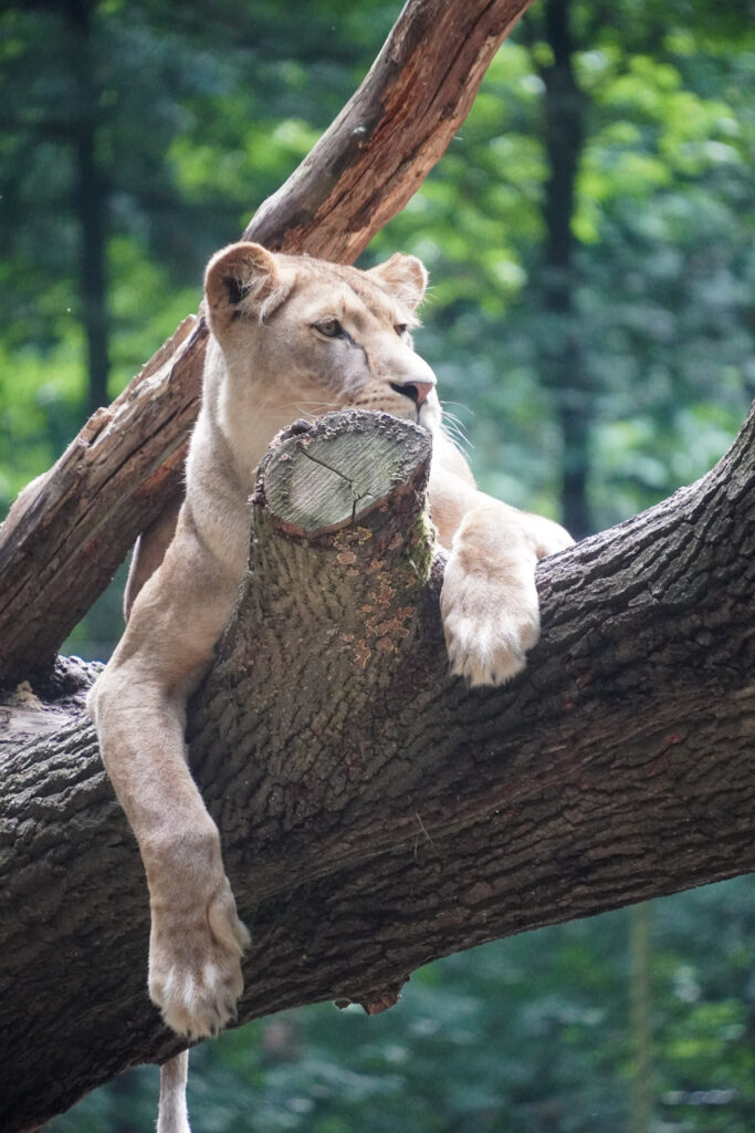 Burgers' Zoo Burgers' Zoo