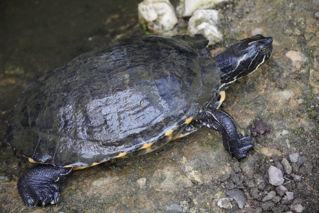 Eifalia Schmetterlingsgarten