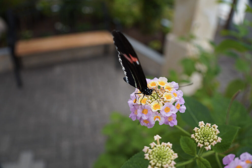 Eifalia Schmetterlingsgarten