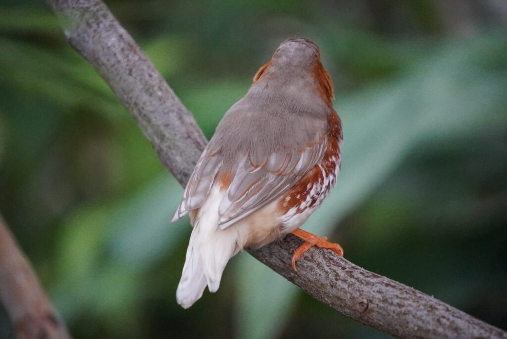 Eifalia Schmetterlingsgarten