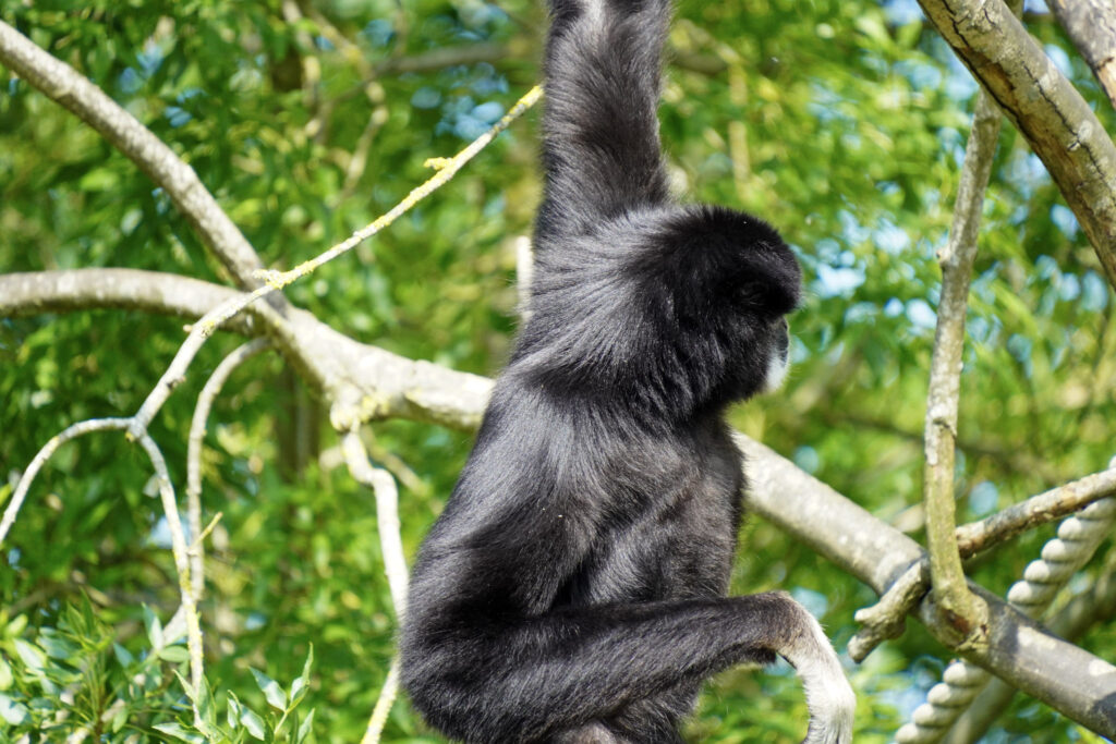 El Mundo Fantasia - Mondo Verde