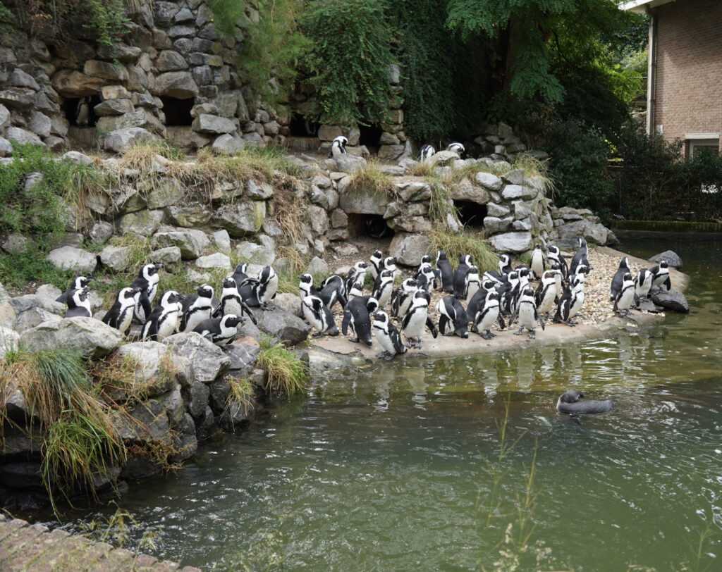 Burgers' Zoo Burgers' Zoo