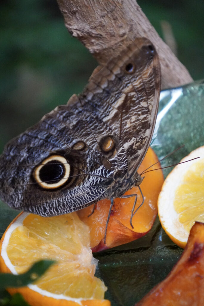 Eifalia Schmetterlingsgarten