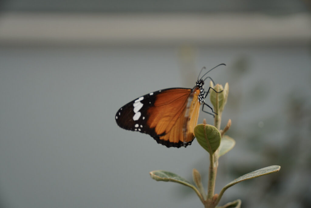 Eifalia Schmetterlingsgarten
