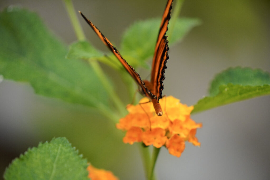 Eifalia Schmetterlingsgarten
