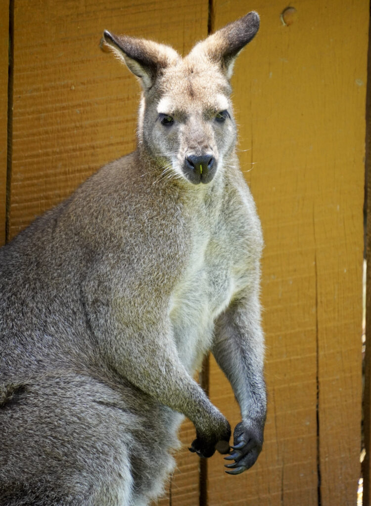 El Mundo Fantasia - Mondo Verde