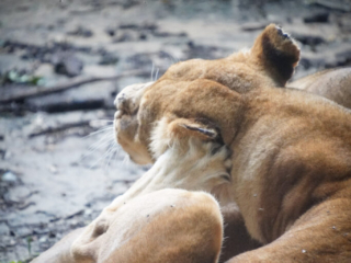 Burgers' Zoo