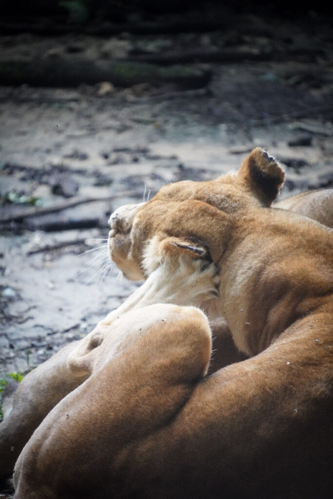 Burgers' Zoo Burgers' Zoo