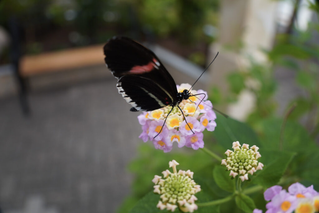 Eifalia Schmetterlingsgarten
