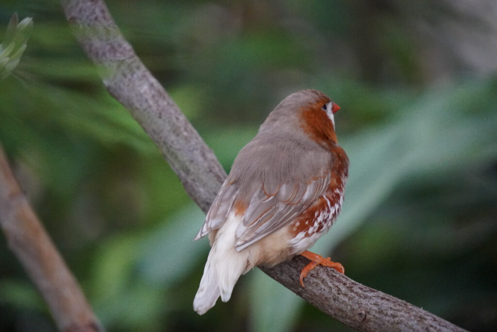 Eifalia Schmetterlingsgarten