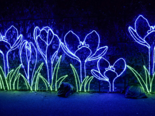 China Lights im K&ouml;lner Zoo
