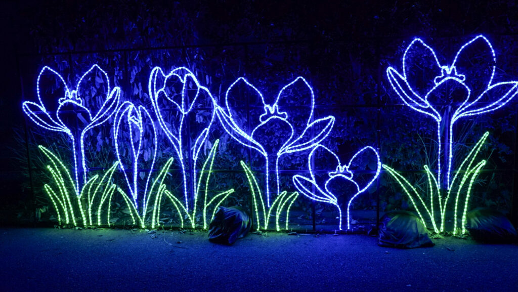 China Lights im K&ouml;lner Zoo