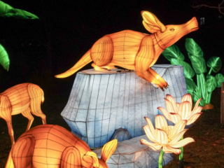 China Lights im K&ouml;lner Zoo