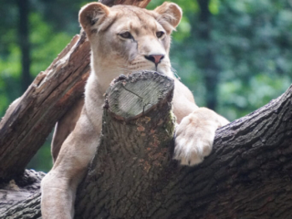 Burgers' Zoo