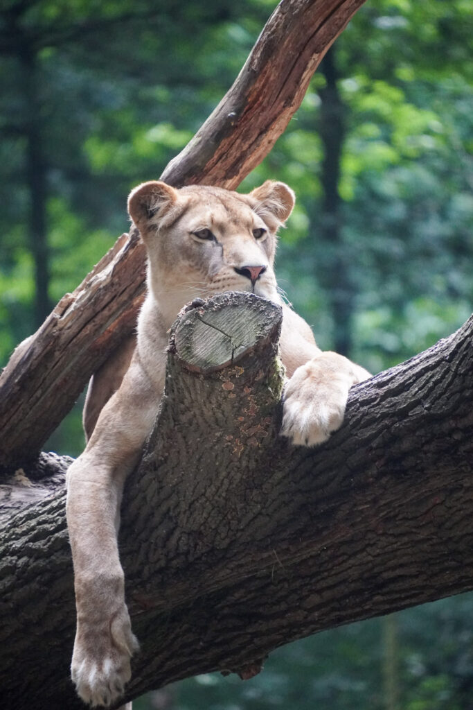 Burgers' Zoo Burgers' Zoo