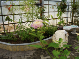 Eifalia Schmetterlingsgarten