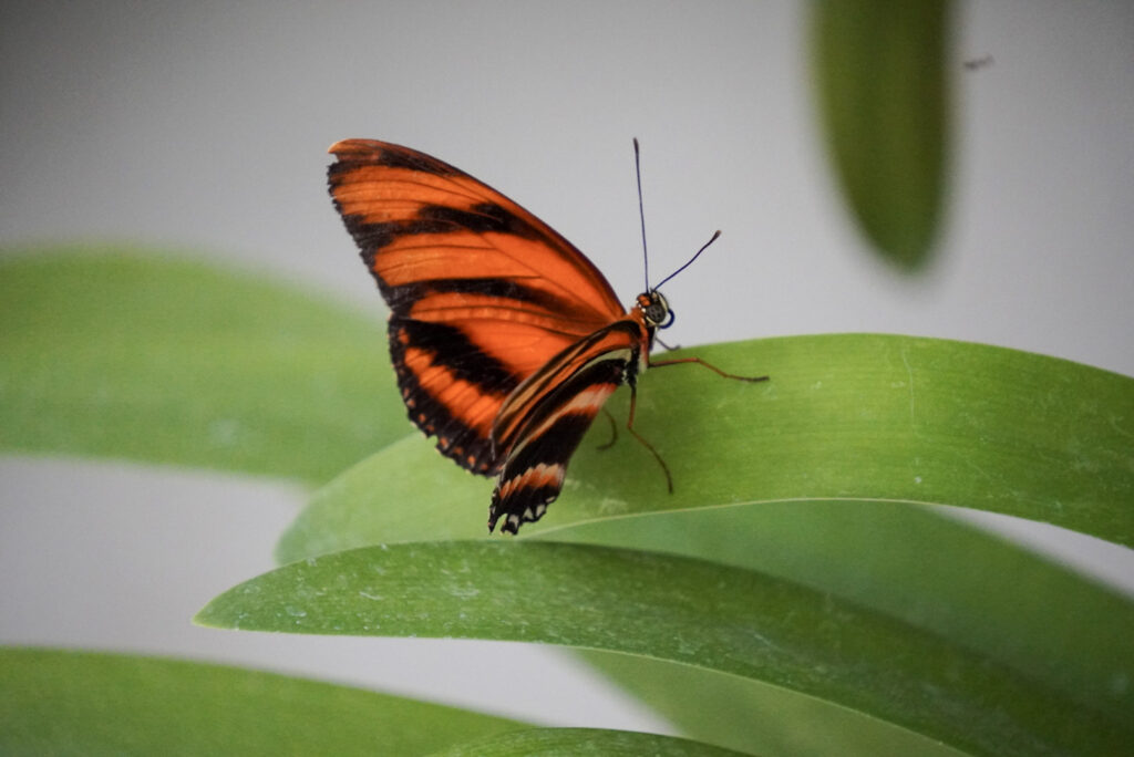 Eifalia Schmetterlingsgarten