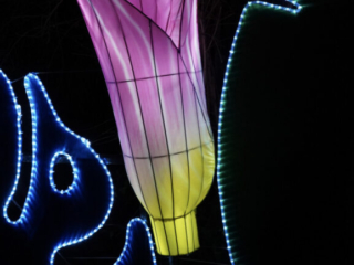 China Lights im K&ouml;lner Zoo
