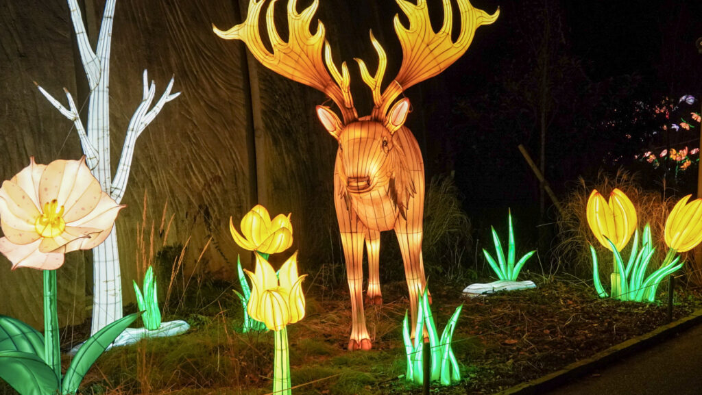 China Lights im K&ouml;lner Zoo