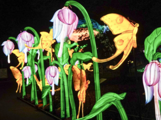 China Lights im K&ouml;lner Zoo
