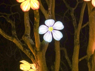 China Lights im K&ouml;lner Zoo