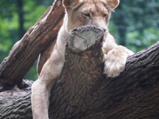 Burgers' Zoo