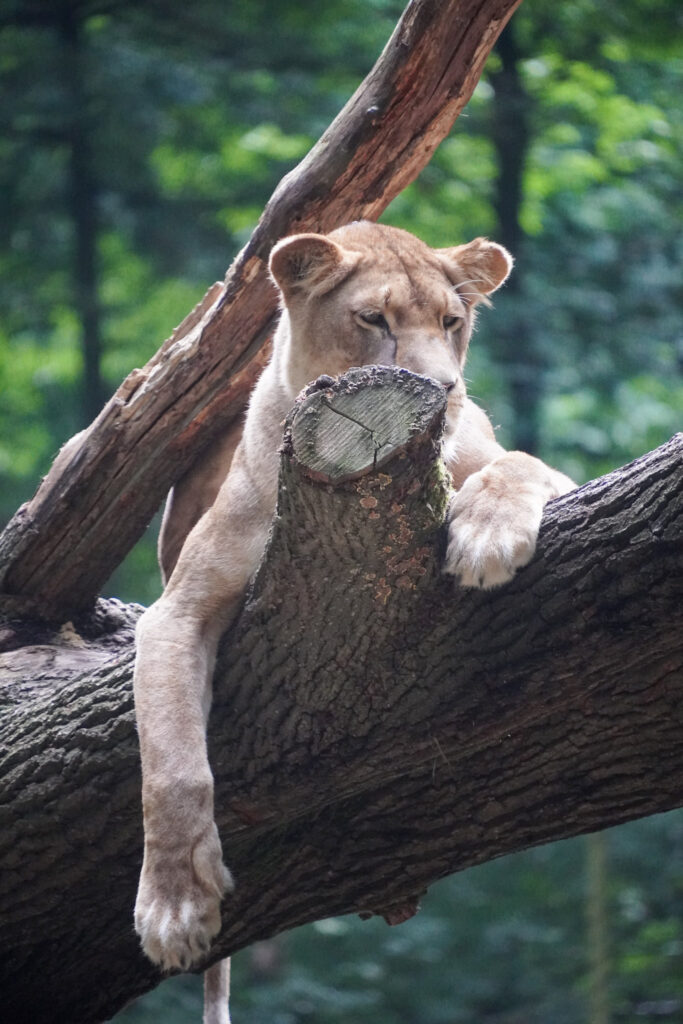 Burgers' Zoo Burgers' Zoo
