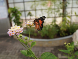 Eifalia Schmetterlingsgarten