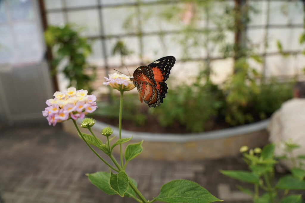 Eifalia Schmetterlingsgarten