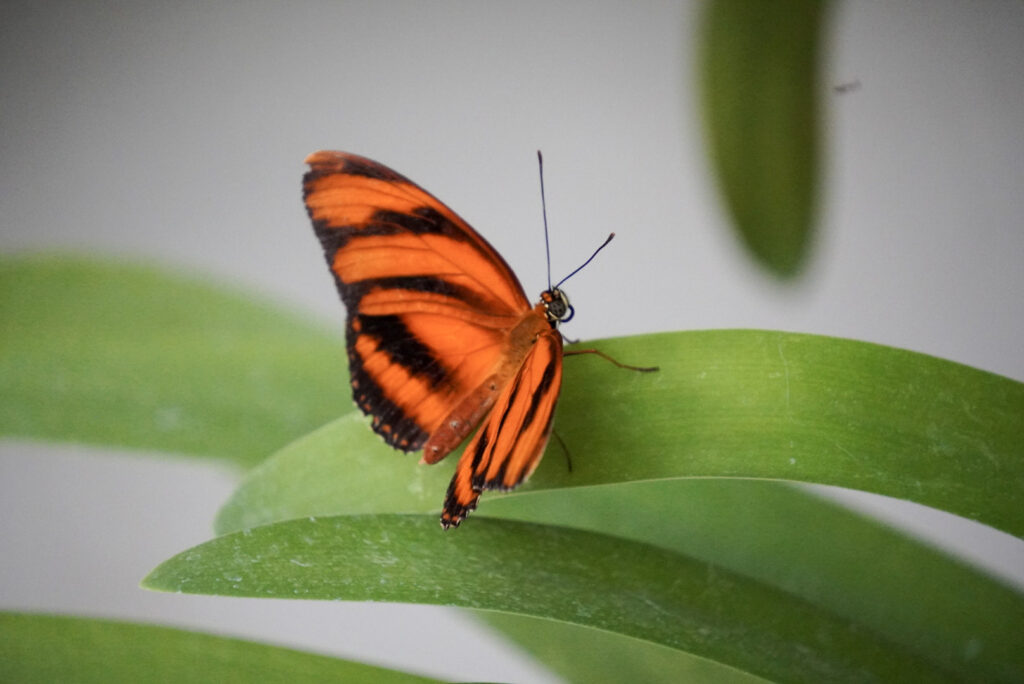 Eifalia Schmetterlingsgarten