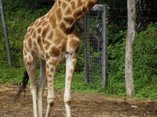 Burgers' Zoo