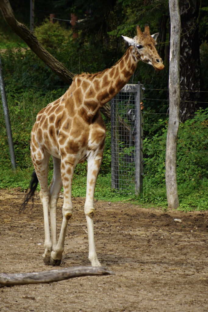 Burgers' Zoo Burgers' Zoo