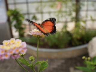 Eifalia Schmetterlingsgarten