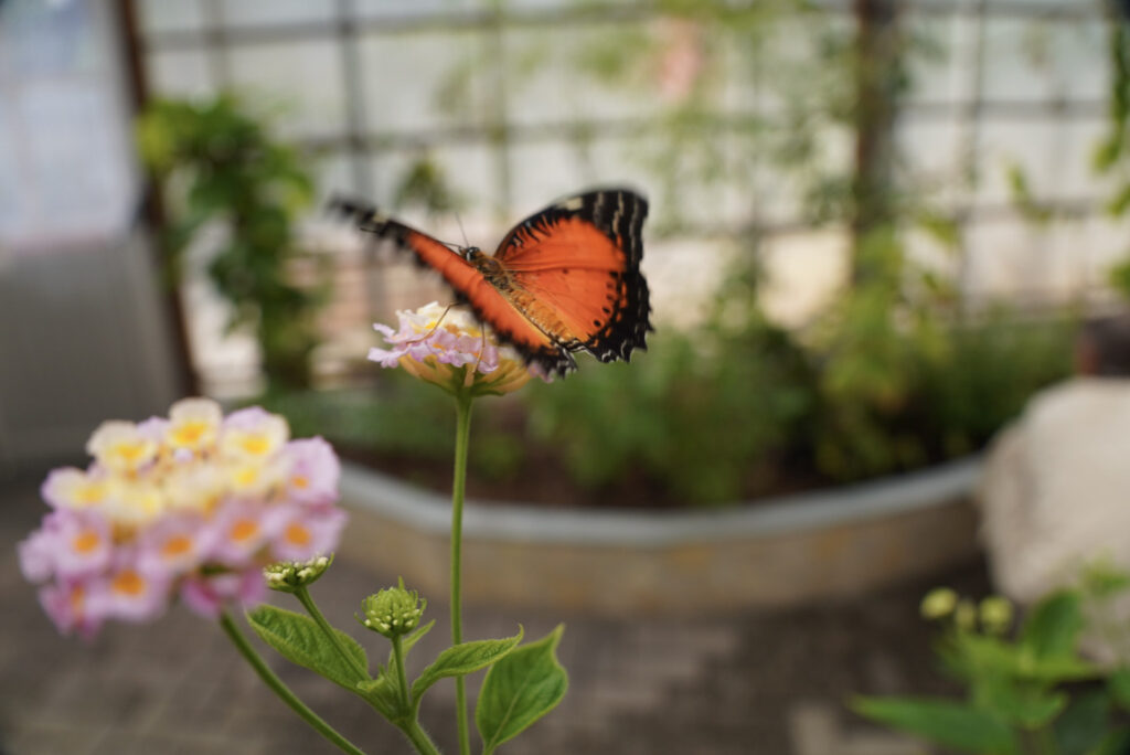 Eifalia Schmetterlingsgarten