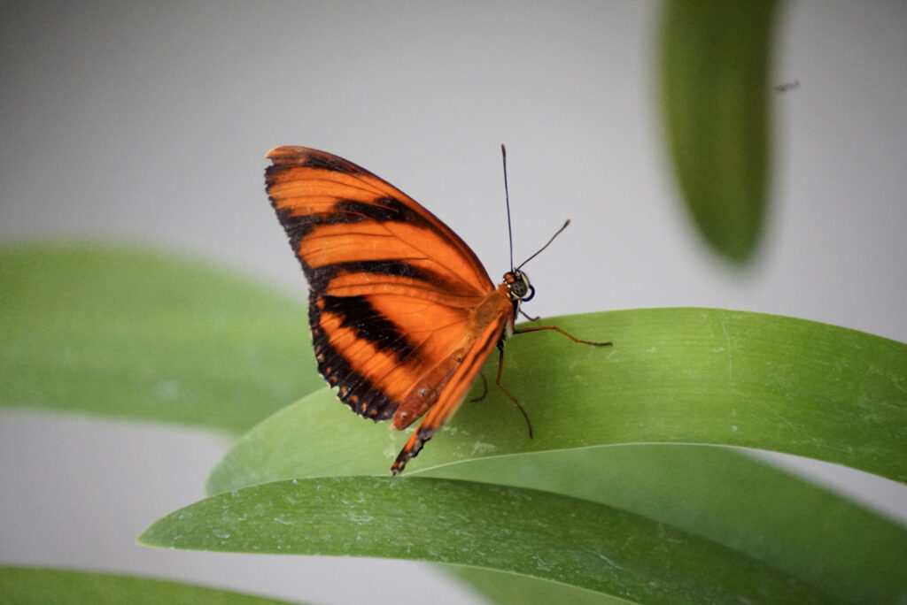 Eifalia Schmetterlingsgarten