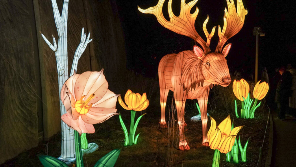 China Lights im K&ouml;lner Zoo