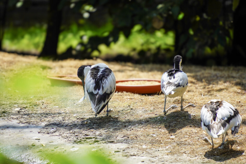 El Mundo Fantasia - Mondo Verde