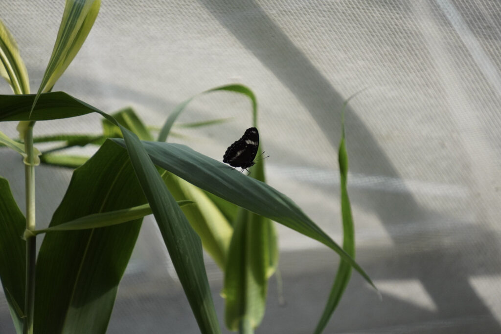 Eifalia Schmetterlingsgarten