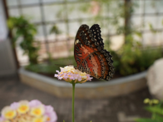 Eifalia Schmetterlingsgarten