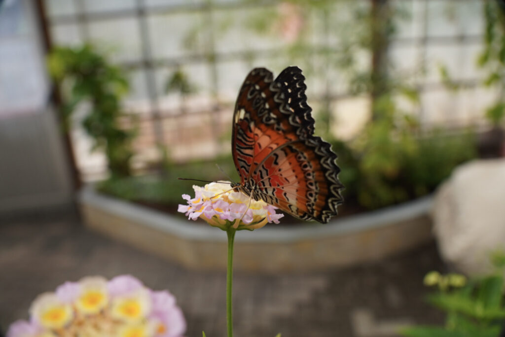 Eifalia Schmetterlingsgarten