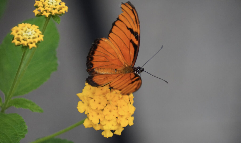 Eifalia Schmetterlingsgarten