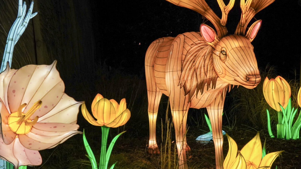 China Lights im K&ouml;lner Zoo