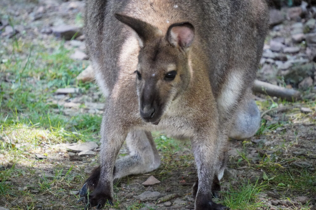 El Mundo Fantasia - Mondo Verde