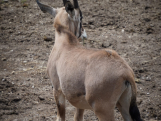 Burgers' Zoo