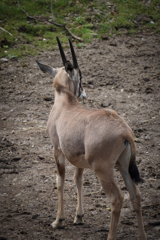 Burgers' Zoo Burgers' Zoo
